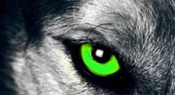 The Alpha’s Scorned