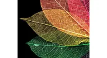 Tint of love